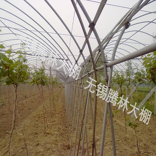 上海单体交叉式葡萄大棚