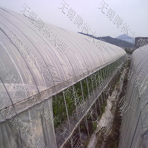 上海大棚草莓的棚规格